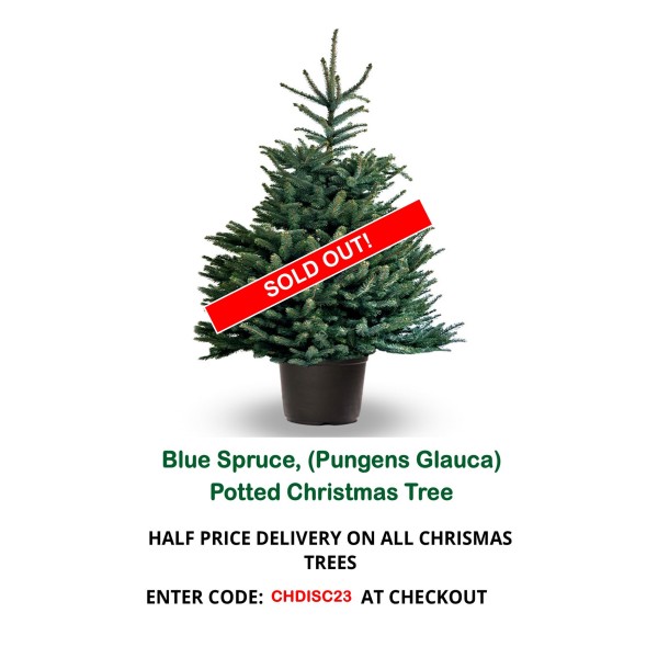 Half off deals christmas trees